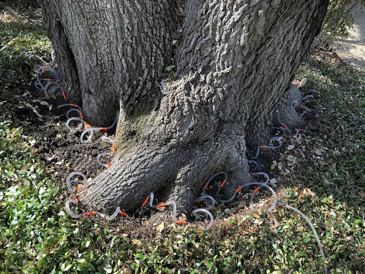 Detailed Tree Cabling and Bracing job site in Kane