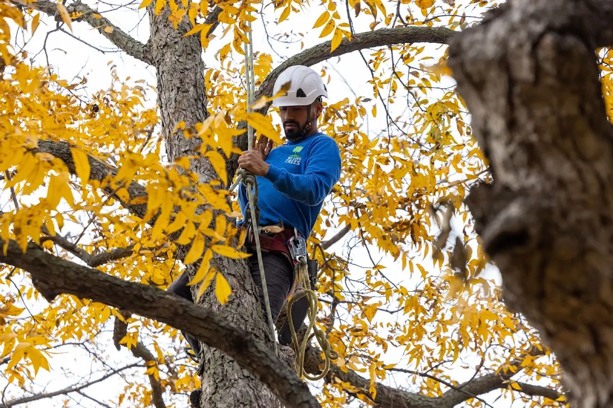 Skilled Emergency Tree Service crew working in Kane